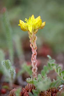 Wormleaf Stonecrop