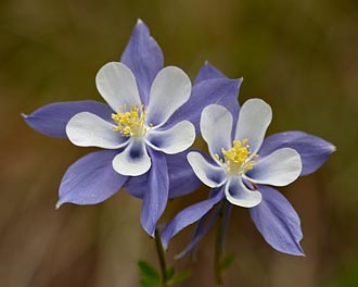 Blue Columbine