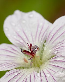 Richardson's Geranium