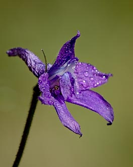 Barbey's Larkspur