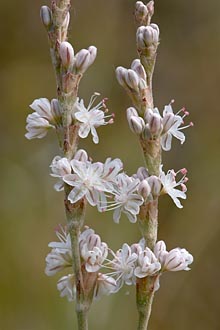 Tiny White Flowers