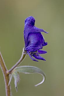 Western Monkshood