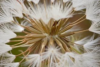 Western Salsify Seedhead