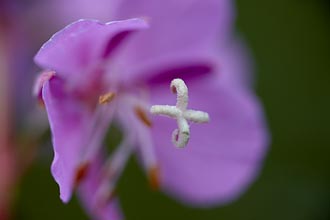 Fireweed Detail