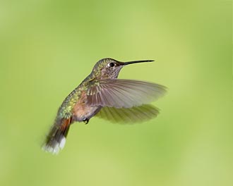 Female Broad-Tailed Hummingbird