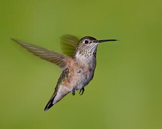 Female Broad-Tailed Hummingbird