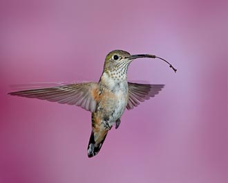 Female Broad-Tailed Hummingbird