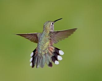 Female Broad-Tailed Hummingbird