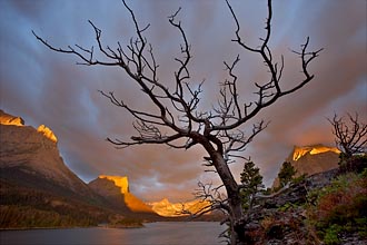 Bare Tree At Sunrise