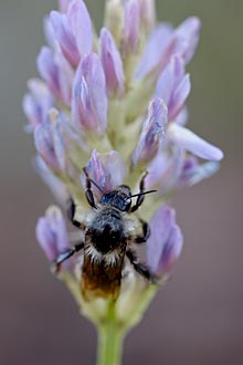 American Bumble Bee<br>On Standing Milkvetch