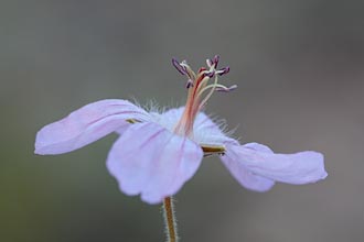 Pineywoods Geranium