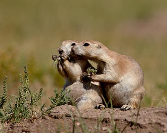 Blacktail Prairie Dogs Eating