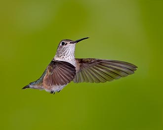 Female Broad-Tailed Hummingbird