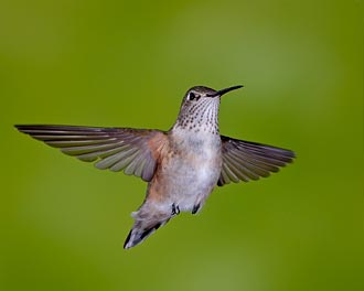 Female Broad-Tailed Hummingbird