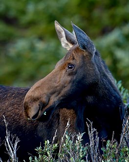 Cow Moose