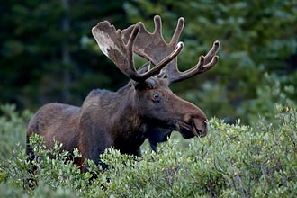 Bull Moose