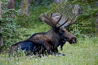 Bull Moose