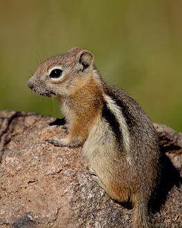 Golden-Mantled Squirrel