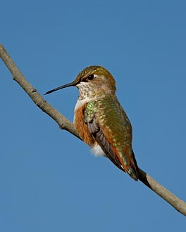 Female Rufous Hummingbird