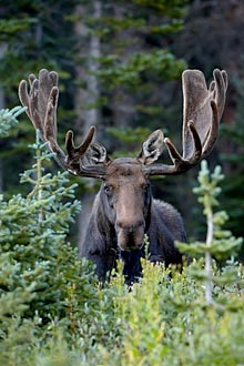 Bull Moose