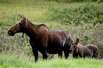 Moose Cow And Calf