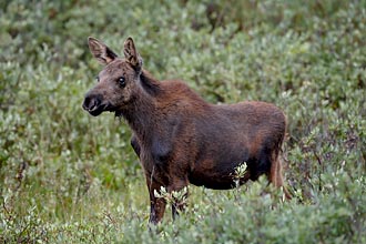 Moose Calf