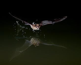 Southwestern Myotis Over Water