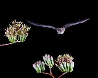 Lesser Long-Nosed Bat