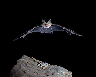 Pallid Bat