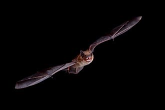 Big Brown Bat