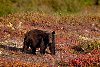 Black Bear