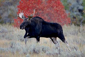 Bull Moose