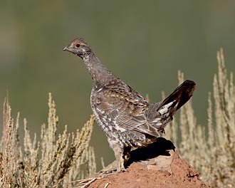 Blue Grouse Hen