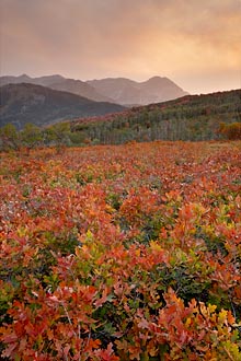 Sunset Over Colorful Oaks