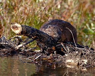 Beaver