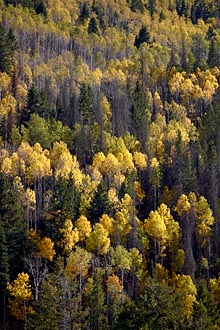 Yellow Aspens Among Evergreens