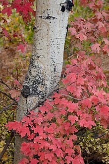 Red Maple Leaves