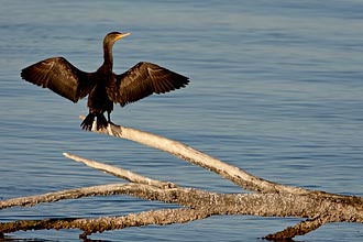 Juvenile Double-Crested Cormorant