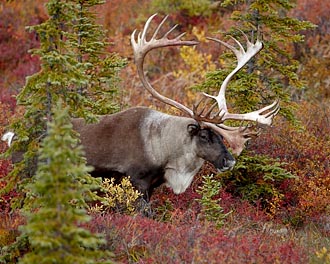 Porcupine Caribou