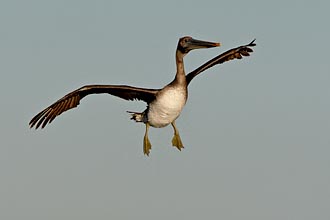 Juvenile Brown Pelican In Flight