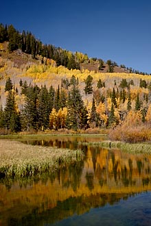 Gold Speckled Reflection