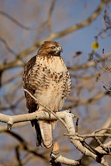 Red-Tailed Hawk