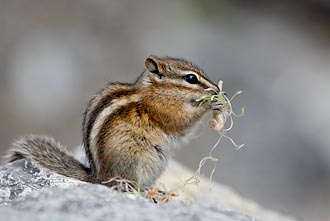 Yellow Pine Chipmunk