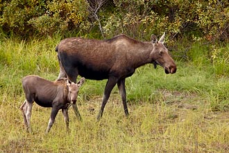 Moose Cow And Calf