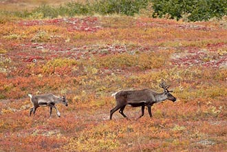 Porcupine Caribou Cow And Calf