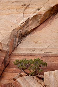 Juniper And Cliff Wall