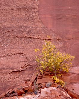 Yellow Cottonwood And Red Wall