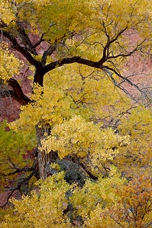 Yellow Cottonwood