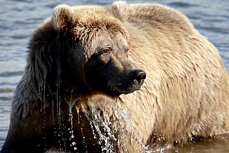 Brown Bear Fishing