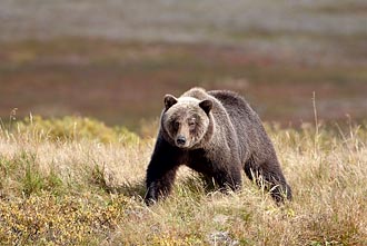 Brown Bear